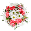 This bouquet is a radiant reflection of Keston's springtime charm, an evocative mix expertly crafted by local hands. In its centre, white daisies with lively green hearts announce optimism and simple delight, surrounded by a cloud of ruffled coral-pink carnations reminiscent of blooming beds along Heathfield Road. Baby's breath forms delicate, airy networks through the arrangement, enhancing its softness and fullness like morning mist drifting among the trees. Subtle alstroemeria buds peep between blossoms, carrying gentle shades of blush and mauve-a quiet nod to future joy. The foliage, ranging from silvery eucalyptus to deep, glossy greens, brings balance and texture, recalling the varied hedgerows bordering Keston Common. The bouquet feels joyful and tranquil at once, perfectly suited for sending congratulations, welcoming a new baby, or offering everyday kindness to neighbours. Every petal and leaf, thoughtfully selected and expertly arranged, echoes the spirit of Keston: fresh, uplifting, and community-minded. This composition's harmonious mix of tones and textures makes it a beautiful centrepiece for any home or event, while its hand-finished touch promises lasting celebration and heartfelt care.