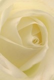 Stepping inside this image feels like entering the serene embrace of a Keston morning-a delicate, cream-white rose unfurling petal by petal in soft, natural light. Each layer coils inward with a gentle precision, their almost feather-light edges glistening faintly, reminiscent of dew clinging to grass near Hayes Common. The smooth, velvety texture of the petals beckons your imagination to linger, their matte and creamy hues merging seamlessly. A quiet luminosity radiates from the heart of the bloom, gentle shadows accentuating the graceful curves and lending an intimate depth. The composition invites a sense of calm and contemplation-ideal for moments of sympathy, admiration, or new beginnings within the close-knit Keston community. The faint, sweet trace of imagined fragrance seems to float on the air, understated yet memorable, much like the personal touch that defines local service. In every detail, from the harmoniously arranged petals to the subtle play of light and colour, this rose reflects the artistry and heartfelt care of a Keston florist. It stands as the purest symbol of reverence-a beautiful choice for conveying solace or celebrating cherished milestones, echoing the quiet strength and connection found in this beloved part of London.